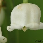 Convallaria majalis - Konvalinka voňavá 190013