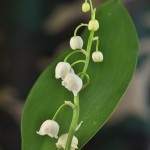 Convallaria majalis - Konvalinka voňavá 194715