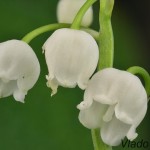 Convallaria majalis - Konvalinka voňavá 195323