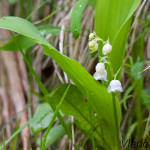 Convallaria majalis - Konvalinka voňavá IMG_0315