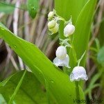 Convallaria majalis - Konvalinka voňavá IMG_0315m