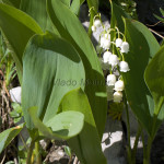 Convallaria majalis - Konvalinka voňavá IMG_0731