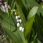 Convallaria majalis - Konvalinka voňavá IMG_0733