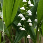 Convallaria majalis - Konvalinka voňavá IMG_0906