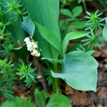 Convallaria majalis - Konvalinka voňavá IMG_3170