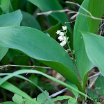 Convallaria majalis - Konvalinka voňavá IMG_3171