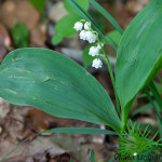 Convallaria majalis - Konvalinka voňavá IMG_3172
