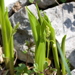 Convallaria majalis - Konvalinka voňavá IMG_7046