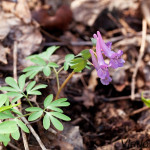 Corydalis solida cf - Chochlačka plná IMG_0869