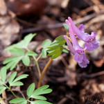 Corydalis solida cf - Chochlačka plná IMG_0874