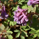 Corydalis solida cf - Chochlačka plná IMG_2023
