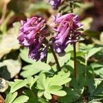 Corydalis solida cf - Chochlačka plná IMG_2024