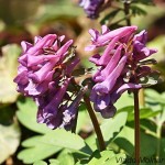 Corydalis solida cf - Chochlačka plná IMG_2025
