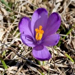 Crocus discolor - Šafran spišský 19-15-01