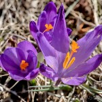 Crocus discolor - Šafran spišský 19-17-01