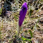Crocus discolor - Šafran spišský 19-19-00