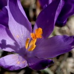 Crocus discolor - Šafran spišský 19-20-23