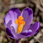 Crocus discolor - Šafran spišský 19-22-19