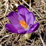 Crocus discolor - Šafran spišský 19-25-01