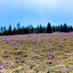 Crocus discolor - Šafran spišský IMG_4406