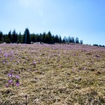 Crocus discolor - Šafran spišský IMG_4407
