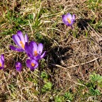Crocus discolor - Šafran spišský IMG_4412