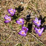 Crocus discolor - Šafran spišský IMG_4413