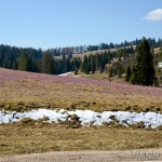 Crocus discolor - Šafran spišský IMG_4415
