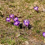 Crocus discolor - Šafran spišský MG_4414