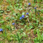 Gentiana verna - Horec jarný 18-15-04