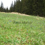 Gentiana verna - Horec jarný 18-16-23