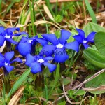 Gentiana verna - Horec jarný 18-17-33