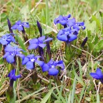 Gentiana verna - Horec jarný 18-19-11