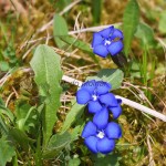 Gentiana verna - Horec jarný 18-22-23