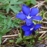 Gentiana verna - Horec jarný 18-30-31