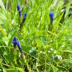 Gentiana verna - Horec jarný IMG_3647