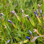 Gentiana verna - Horec jarný IMG_4215
