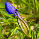 Gentiana verna - Horec jarný IMG_4218m