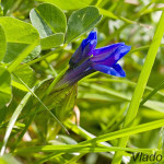 Gentiana verna - Horec jarný IMG_4220