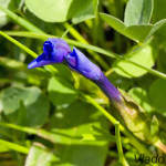 Gentiana verna - Horec jarný IMG_4221