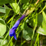 Gentiana verna - Horec jarný IMG_4222