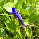 Gentiana verna - Horec jarný IMG_4223