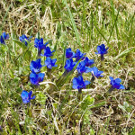 Gentiana verna - Horec jarný IMG_5045