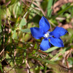 Gentiana verna - Horec jarný /foto 26.10.2014/  IMG_6174
