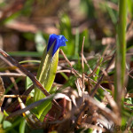 Gentiana verna - Horec jarný /foto 26.10.2014/  IMG_6176