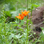 Lilium bulbiferum - Ľalia cibuľkonosná IMG_1802