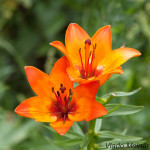 Lilium bulbiferum - Ľalia cibuľkonosná IMG_1808