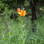 Lilium bulbiferum - Ľalia cibuľkonosná IMG_1809