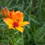 Lilium bulbiferum - Ľalia cibuľkonosná IMG_1812