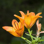 Lilium bulbiferum - Ľalia cibuľkonosná IMG_3245